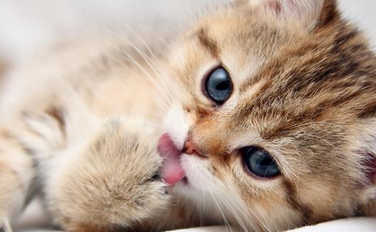 �����߲�����ǣ�è���γ���ʲô����������